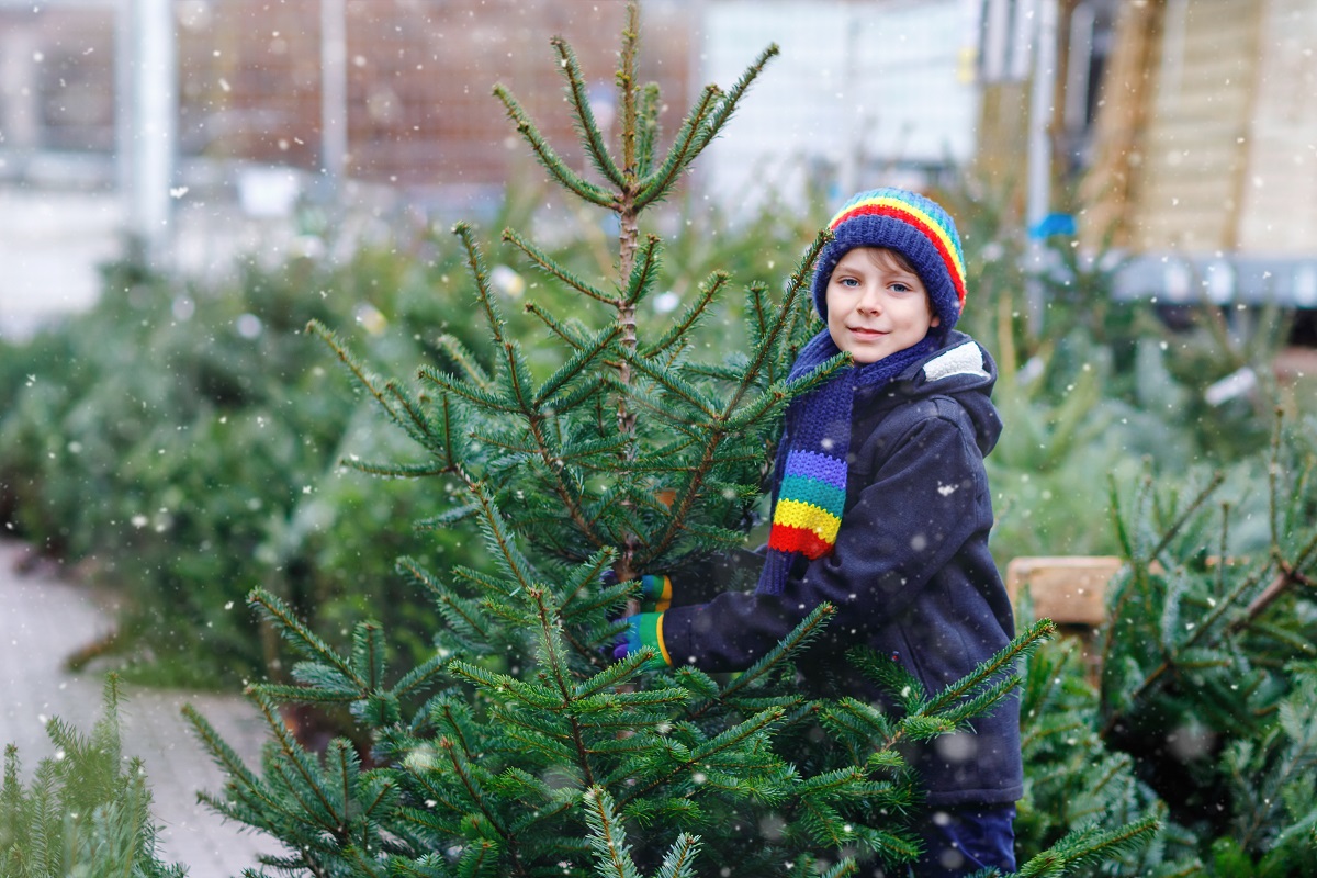Smrk, borovice nebo jedle? Jaký druh se (ne)vyplatí pořídit?