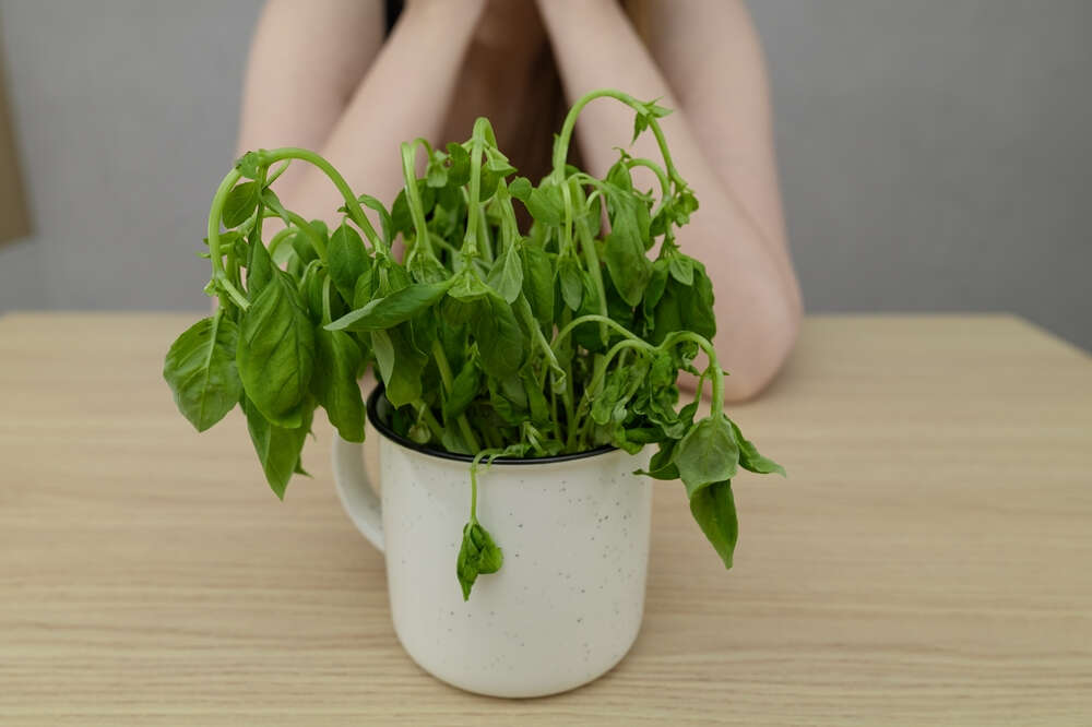 Koupíte krásnou bazalku a za pár dní je po ní? Můžete si za to tímhle