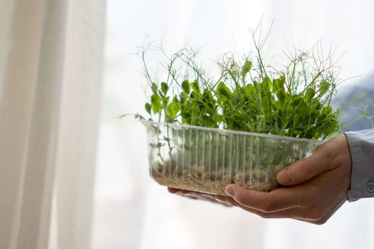 Děláte to taky? Tahle chyba zničí bylinky během pár dní