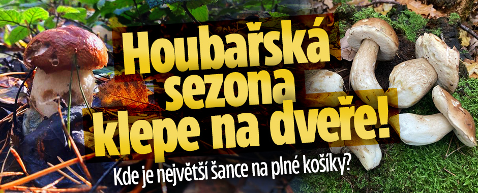 Banner ke žhavému tématu: Houbařská sezona klepe na dveře: Kde je ...
