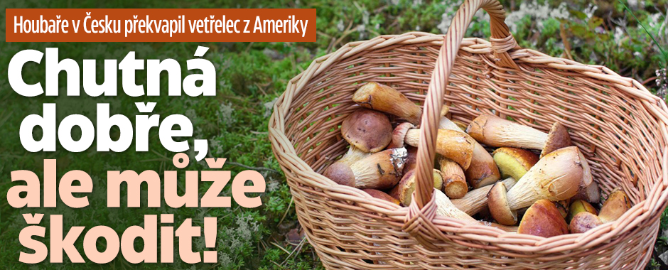 Banner ke žhavému tématu: Houbaře překvapila invazivní houba! ...