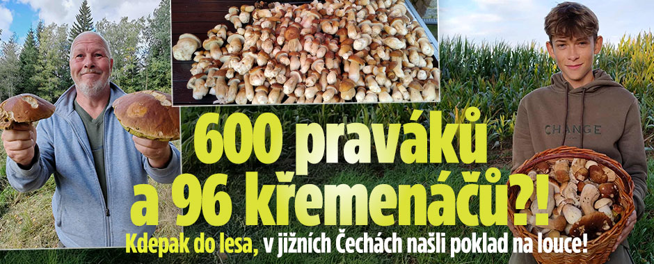 Banner ke žhavému tématu: Kdepak do lesa, na louku! 96 křemenáčů ...