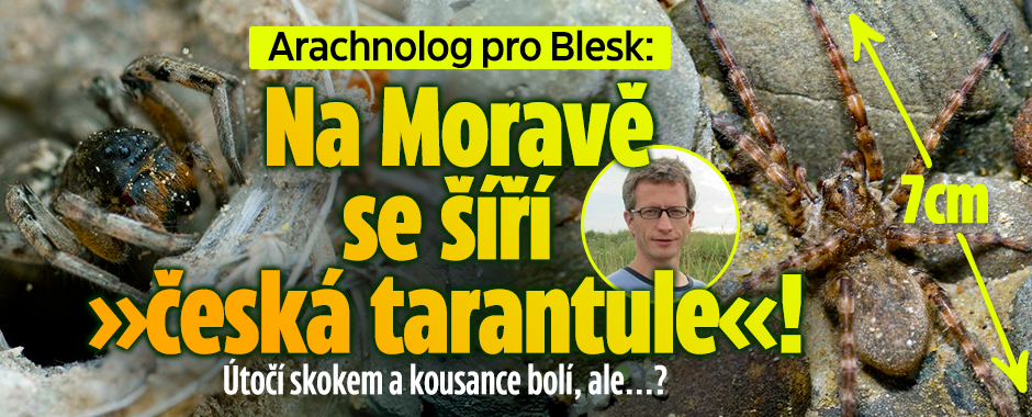 Arachnolog pro Blesk: Na Moravě se šíří »česká tarantule«!