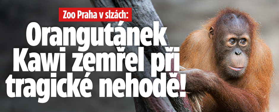 Banner ke žhavému tématu: Pražská zoo v slzách: Uhynul ...