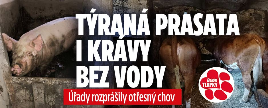 Týraná prasata i krávy: Úřady rozprášily otřesný chov