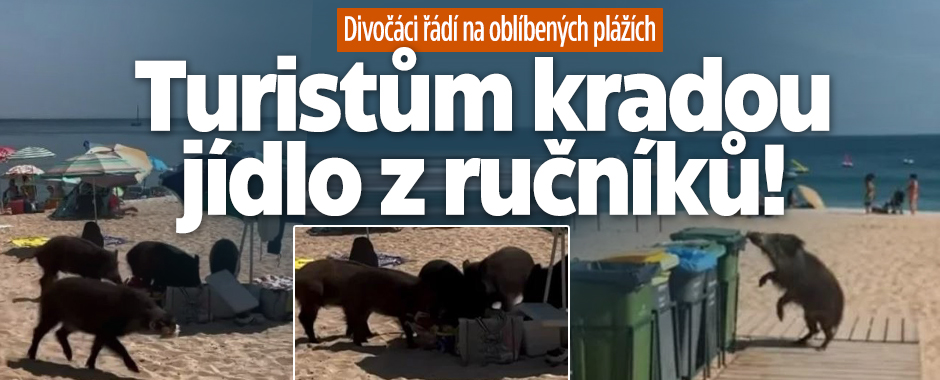 Banner ke žhavému tématu: Divočáci řádí na plážích: Turistům ...
