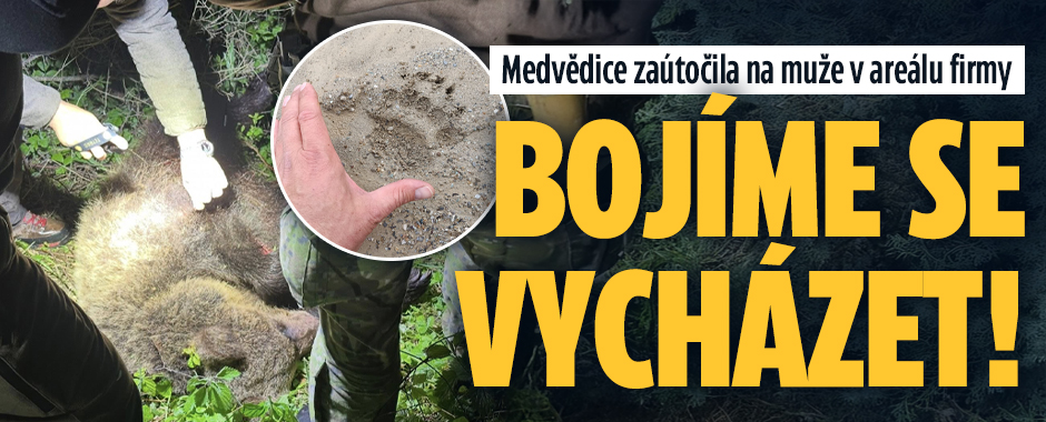 Medvědice zaútočila na muže ve firmě: Bojíme se vycházet!