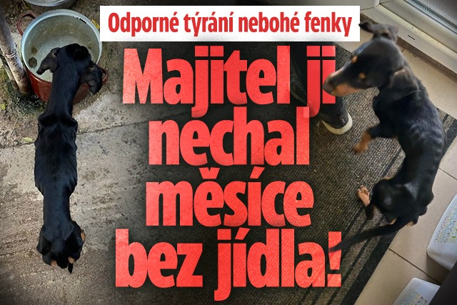 Banner ke žhavému tématu: Odporné týrání fenky: Majitel ji nechal ...