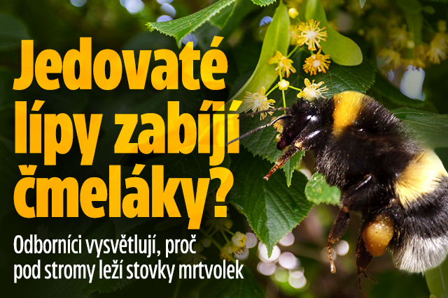 Jedovaté lípy zabíjí čmeláky? Odborníci vysvětlují
