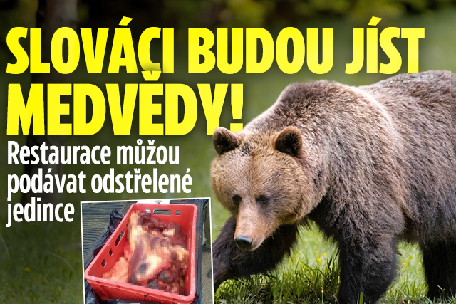Na Slovensku budou jíst medvědy: Bude stačit certifikát