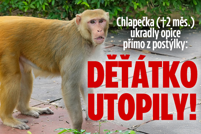 Banner ke žhavému tématu: Chlapečka (†2 měs.) ukradly opice: ...