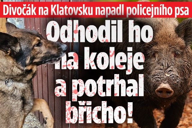 Banner ke žhavému tématu: Divočák na Klatovsku potrhal ...