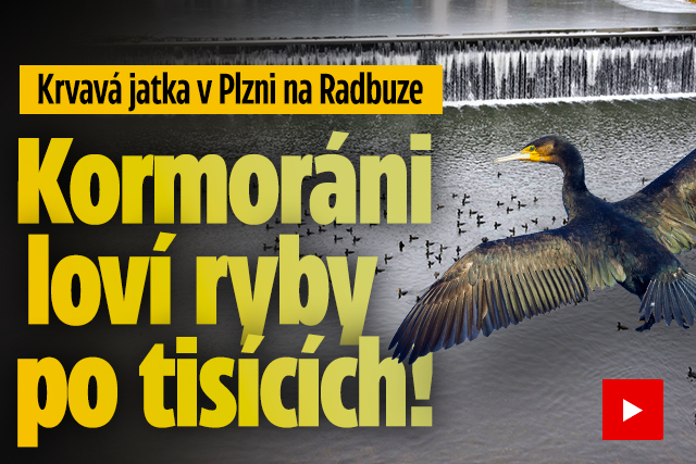 Banner ke žhavému tématu: Krvavá jatka na Radbuze: Kormoráni loví ...