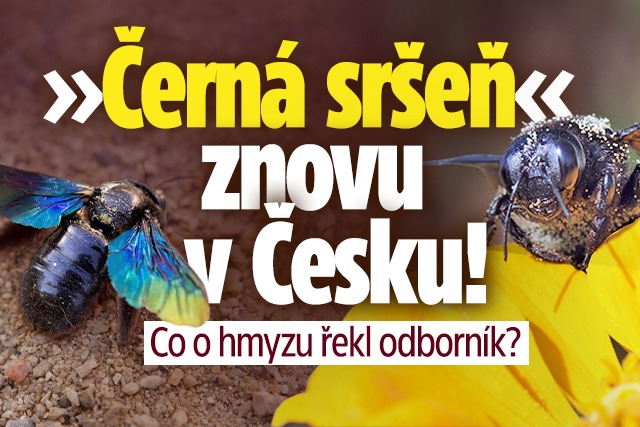 Banner ke žhavému tématu: »Černá sršeň« znovu v Česku! Co o hmyzu ...