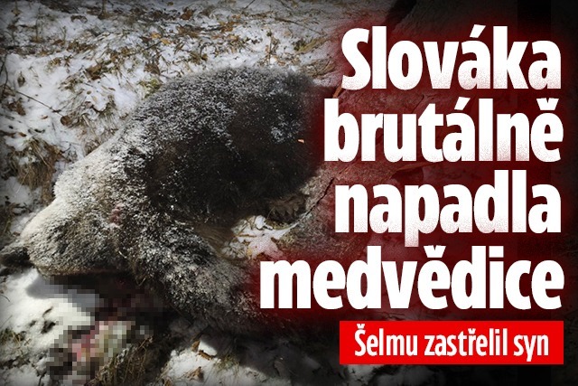 Banner ke žhavému tématu: Slováka brutálně napadla medvědice! ...
