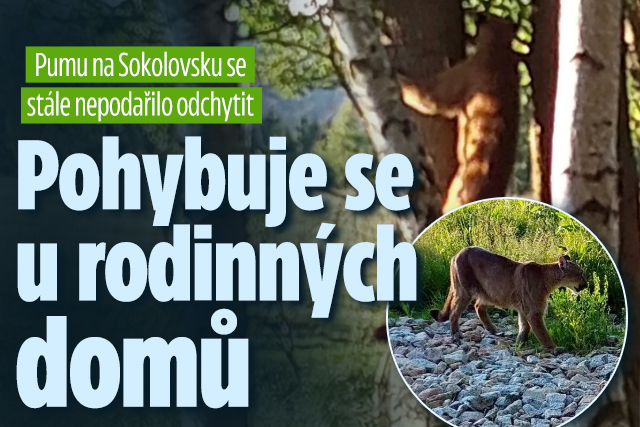 Pumu stále nechytili: Pohybuje se u rodinných domů