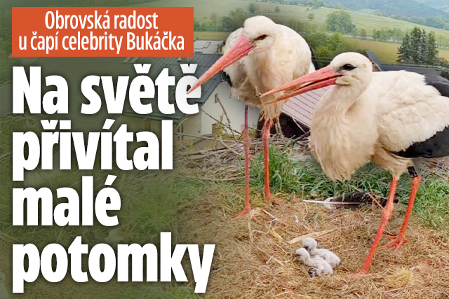 Radost u čapí celebrity Bukáčka: Na světě přivítal potomky