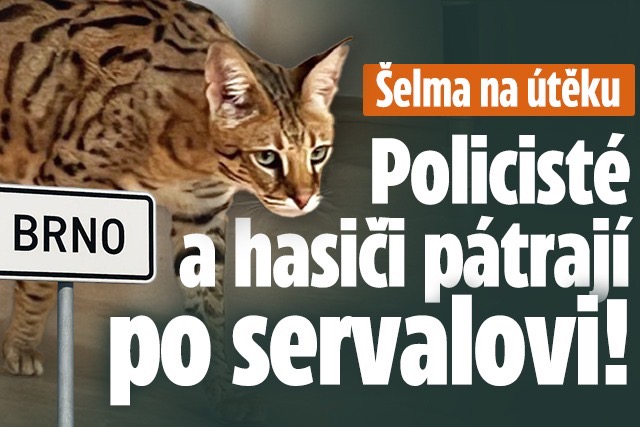 Banner ke žhavému tématu: Velké pátraní v Brně: Utekl serval, ...