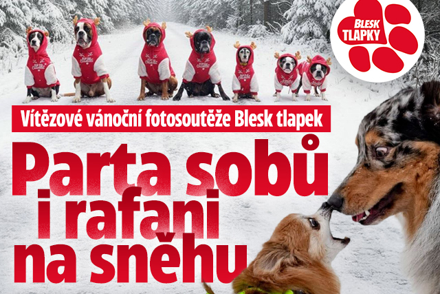 Banner ke žhavému tématu: Blesk tlapky: Vánoční fotosoutěž má ...