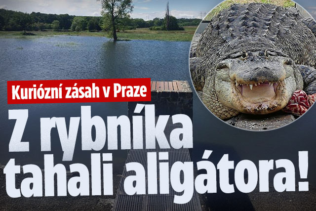 Kuriózní zásah v Praze: V rybníce je aligátor!