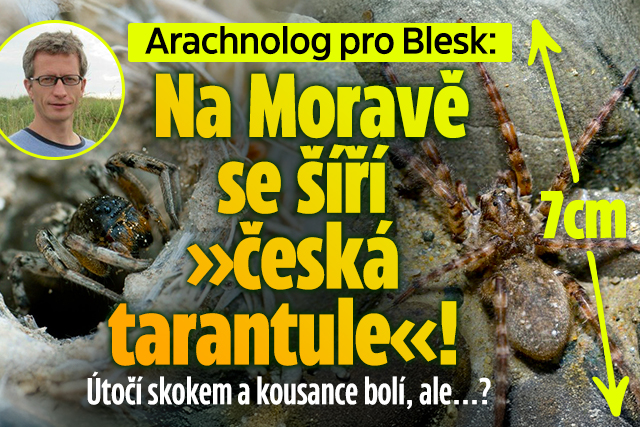 Arachnolog pro Blesk: Na Moravě se šíří »česká tarantule«!
