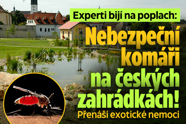 Banner ke žhavému tématu: V Česku se usadil nový komár: Hrozí ...