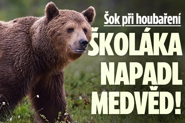 Banner ke žhavému tématu: Šok při houbaření: Školáka napadl ...