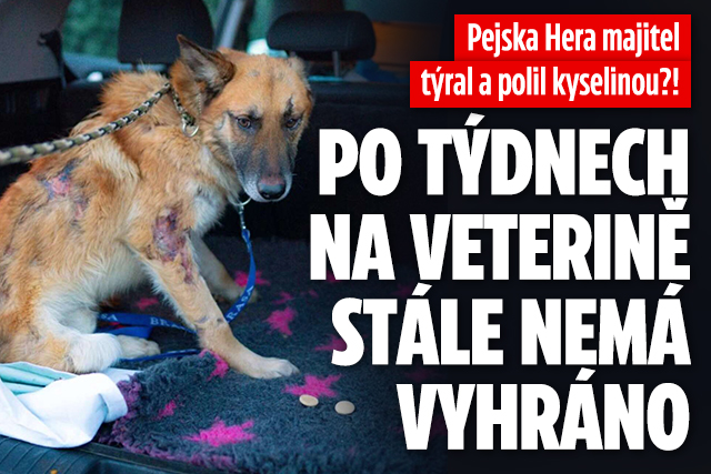 Banner ke žhavému tématu: Pejska majitel týral a polil ...