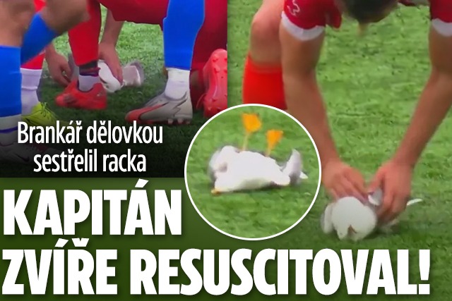 Banner ke žhavému tématu: Brankář dělovkou sestřelil racka: ...