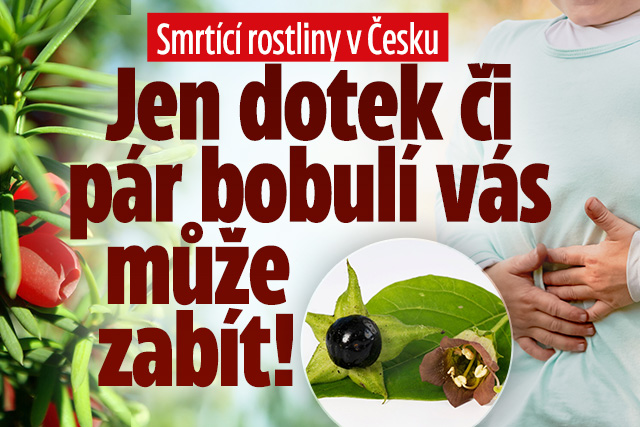 Banner ke žhavému tématu: Smrtící rostliny v Česku: U některých ...