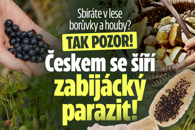 Sbíráte v lese borůvky? Českem se šíří zabijácký parazit!