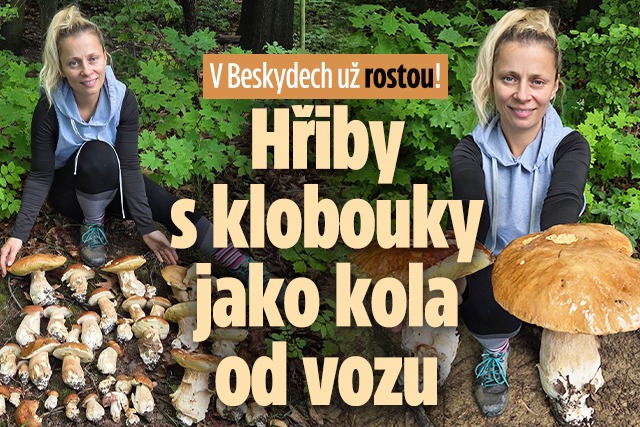 Banner ke žhavému tématu: V Beskydech už rostou! Hřiby s ...