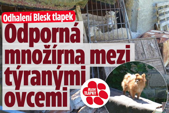 Blesk tlapky odhalily množírnu! Zvířata živořila bez vody