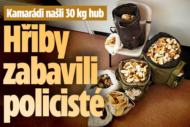 Banner ke žhavému tématu: Kamarádi našli 30 kg hub: Hřiby ...