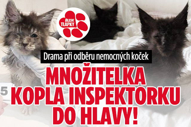 Banner ke žhavému tématu: Drama při odběru koček: Množitelka ...
