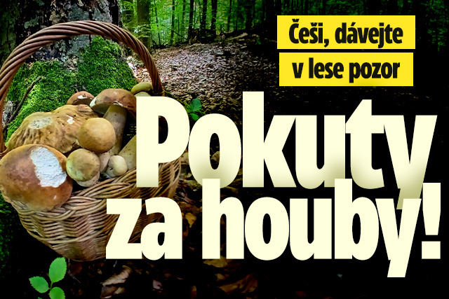 Banner ke žhavému tématu: Češi, dávejte v lese pozor: Pokuty za ...