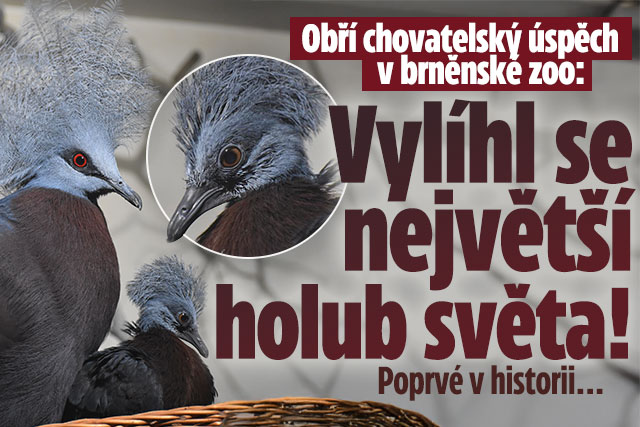 Banner ke žhavému tématu: Vzácný unikát v Zoo Brno: Vyklubal se ...