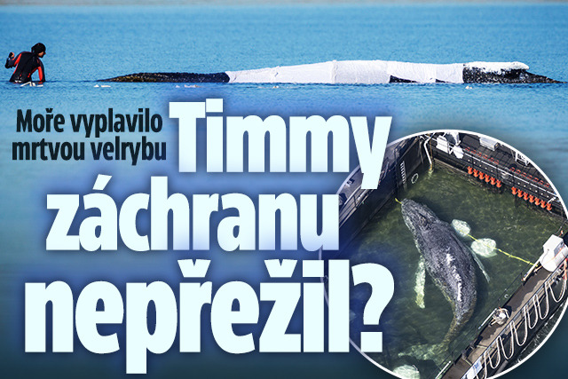 Banner ke žhavému tématu: Moře vyplavilo mrtvou velrybu: Je to ...