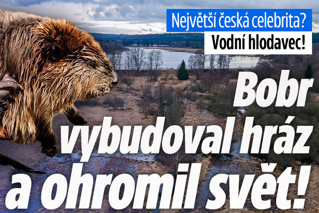 Banner ke žhavému tématu: Bobr v Brdech vybudoval hráz a ohromil ...