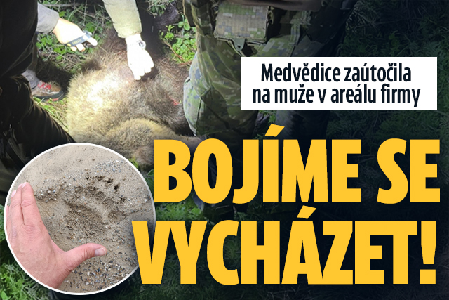 Medvědice zaútočila na muže ve firmě: Bojíme se vycházet!