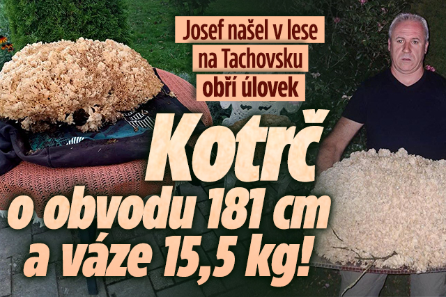 Banner ke žhavému tématu: Houbařská sezóna v plném proudu: Josef ...