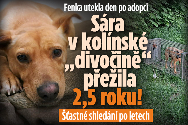 Zázrak na Kolínsku: Sáru po letech v „divočině“ našli živou!