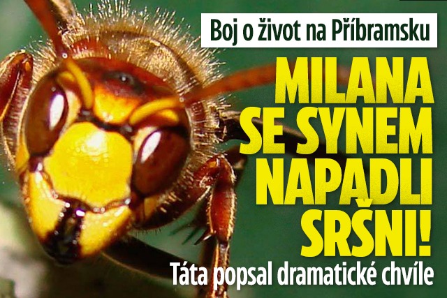 Banner ke žhavému tématu: Milana se synem napadli sršni! Boj o ...