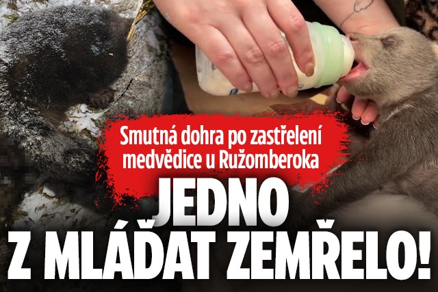 Banner ke žhavému tématu: Dohra po zastřelení medvědice u ...