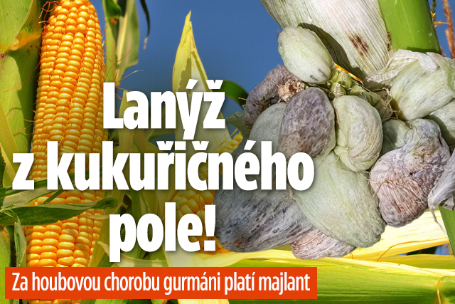 Banner ke žhavému tématu: Lanýž z kukuřičného pole! Za chorobu ...