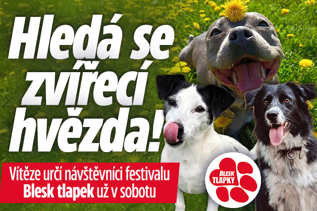 Banner ke žhavému tématu: Hledá se zvířecí hvězda! Vítěze určí ...