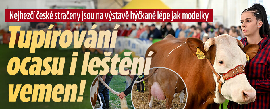 Tupírování ocasu i leštění vemen: Nejhezčí české stračeny jsou hýčkané lépe jak modelky