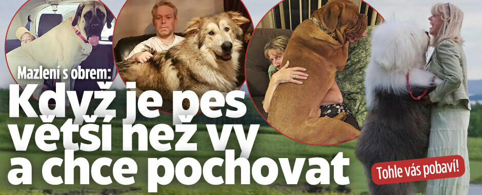 Když je pes větší než vy a chce pochovat! Tyhle fotky vás zaručeně pobaví