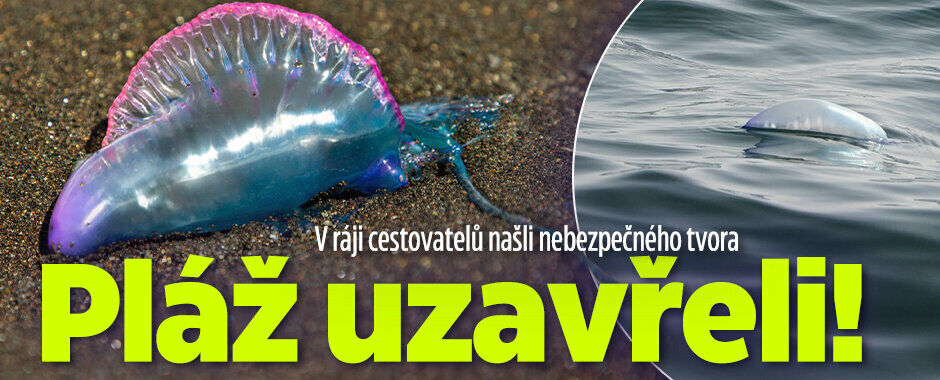 V ráji cestovatelů našli nebezpečného tvora: Pláž uzavřeli!
