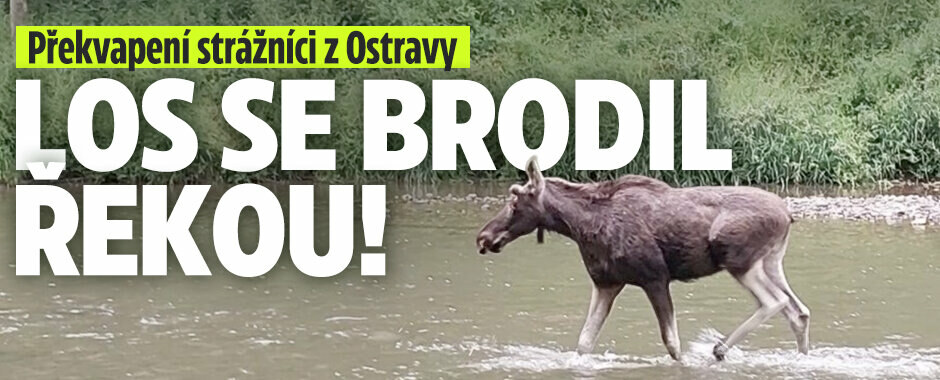 Strážníci v údivu: Natočili losa, jak se brodí řekou na kraji Ostravy
